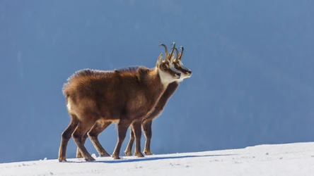 Ile jest kozic w Tatrach? 