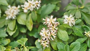 Runianka japońska to mrozoodporna, zimozielona krzewinka idealnie nadająca się do zadarniania.