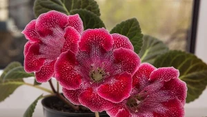 Gloksynie potrafią kwitnąć kilka miesięcy, ja o nie dbać?