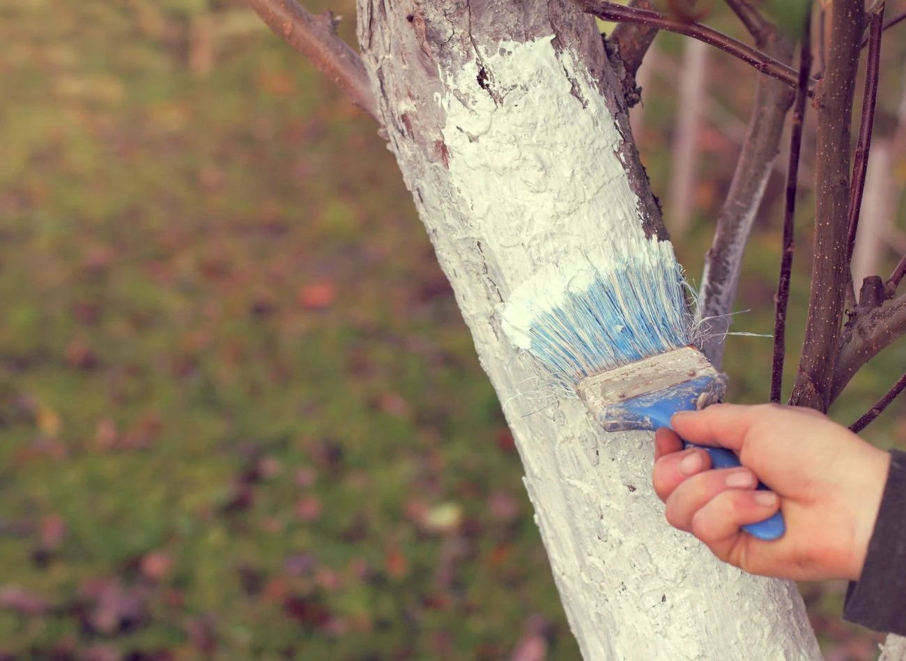 Bielenie drzew owocowych to ważny zabieg, który chroni korę przed pękaniem podczas silnych mrozów.