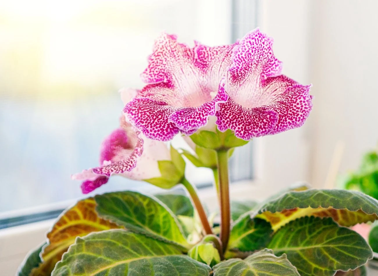 Gloksynie występują w szerokiej palecie barw i wzorów płatków kwiatowych