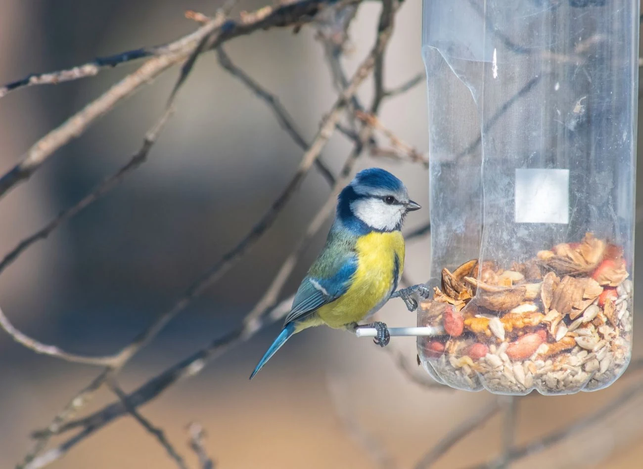 Zawieś w ogrodzie karmniki, np. zrobionej z butelki po wodzie mineralne, i napełnij je odpowiednim dla ptaków jedzeniem.