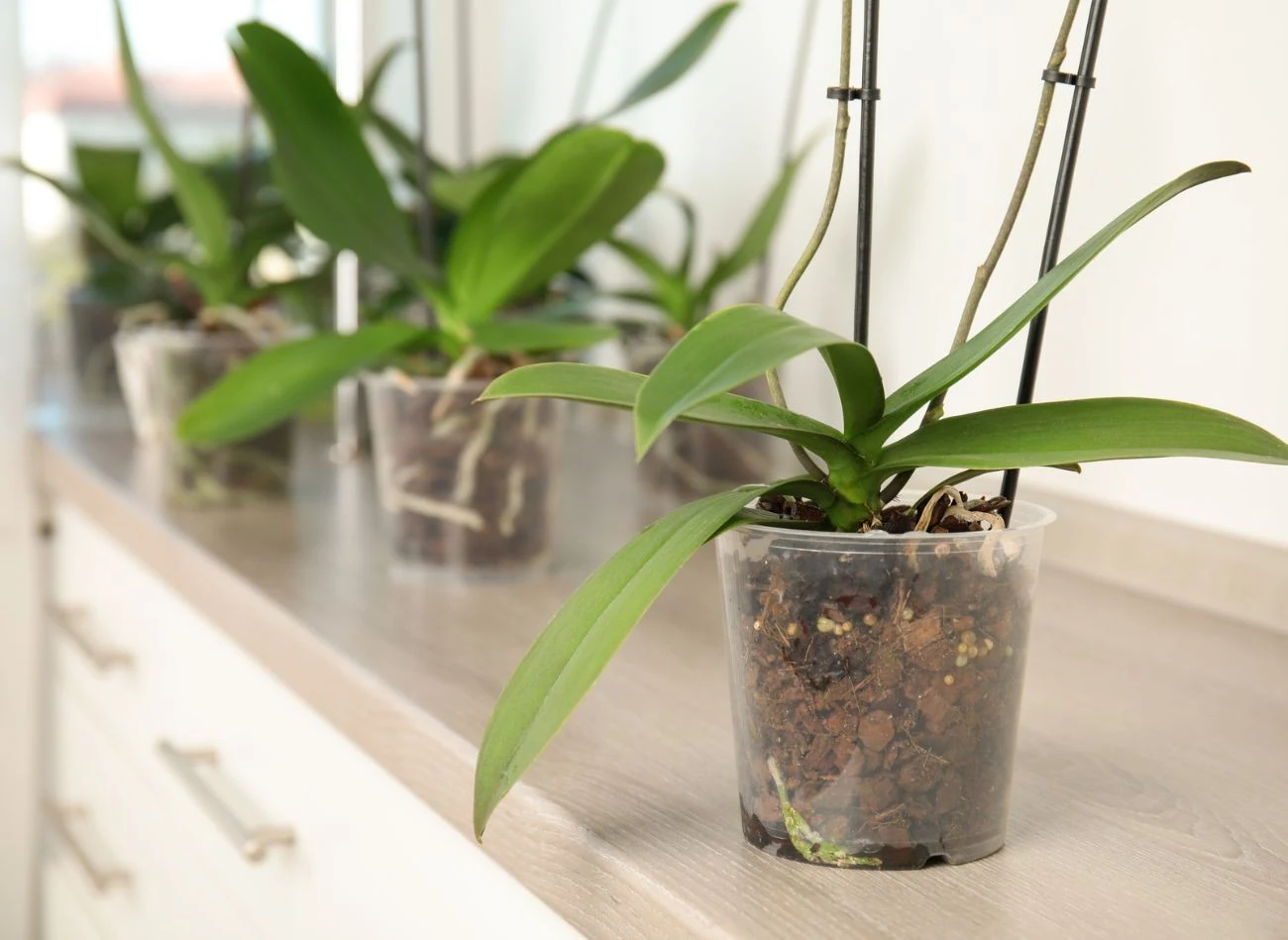 Roztworem z zielonej herbaty i cytryny warto również podlewać storczyki. Kwiat odzyska dawny wigor.