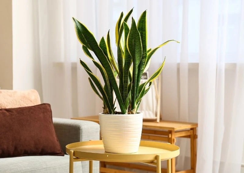 Odpowiednia pielęgnacja sansewierii sprawi, że urośnie duża i zielona.