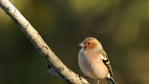 Zięba to ptak, który nie lubi karmników, ale w okresie zimowym często pojawia się w ogrodzie w poszukiwaniu pokarmu.