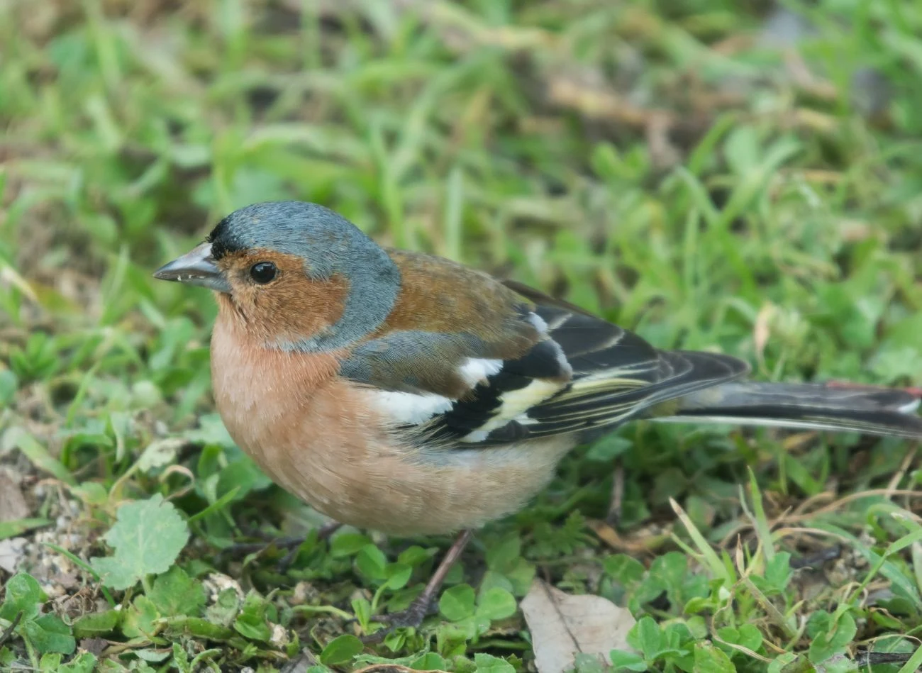 Samce zięby, szczególnie w okresie lęgowym, potrafią wyśpiewać nawet 2000 pieśni dziennie.