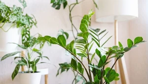 Zamiokulkas dobrze rośnie w cieniu, o jakich jeszcze roślinach można tak powiedzieć?