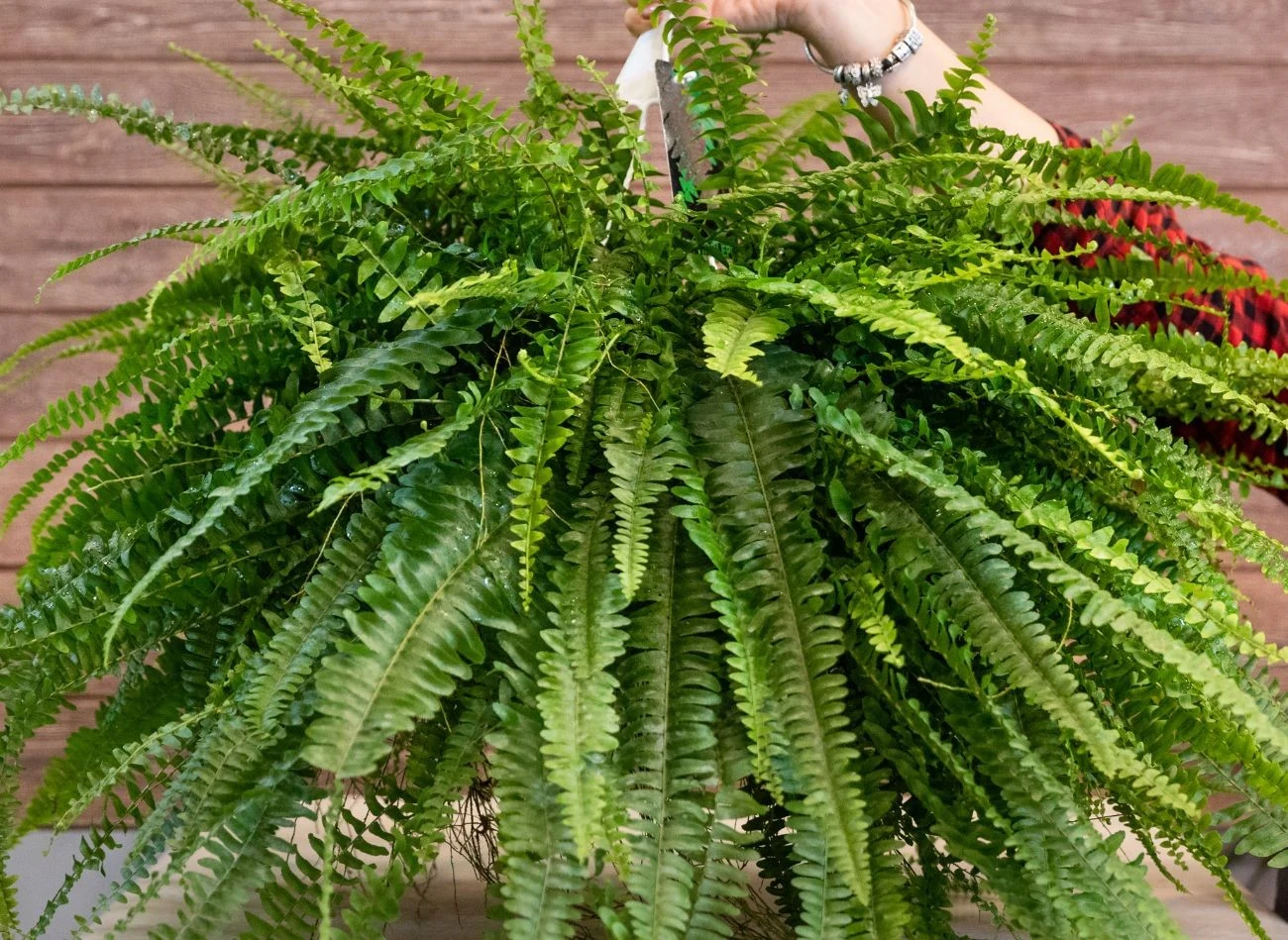 Paproć bostońska najlepiej rośnie w miejscach o słabym, rozproszonym świetle i wysokiej wilgotności powietrza