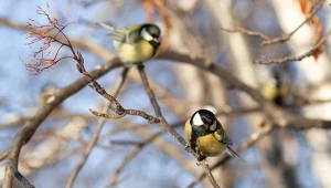 Stara trzepaczka do jajek może posłużyć za ciekawy i bezpieczny karmnik dla ptaków.