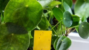 Na roślinach pojawiają się niewielkie muszki? Ich larwy są groźne dla korzeni.