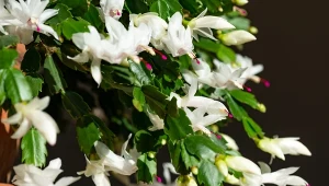 Wyjaśniamy, dlaczego grudnik robi się fioletowy.