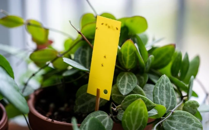 Tabliczki lepowe pomagają pozbyć się dorosłych ziemiórek, ale nie ograniczają populacji larw