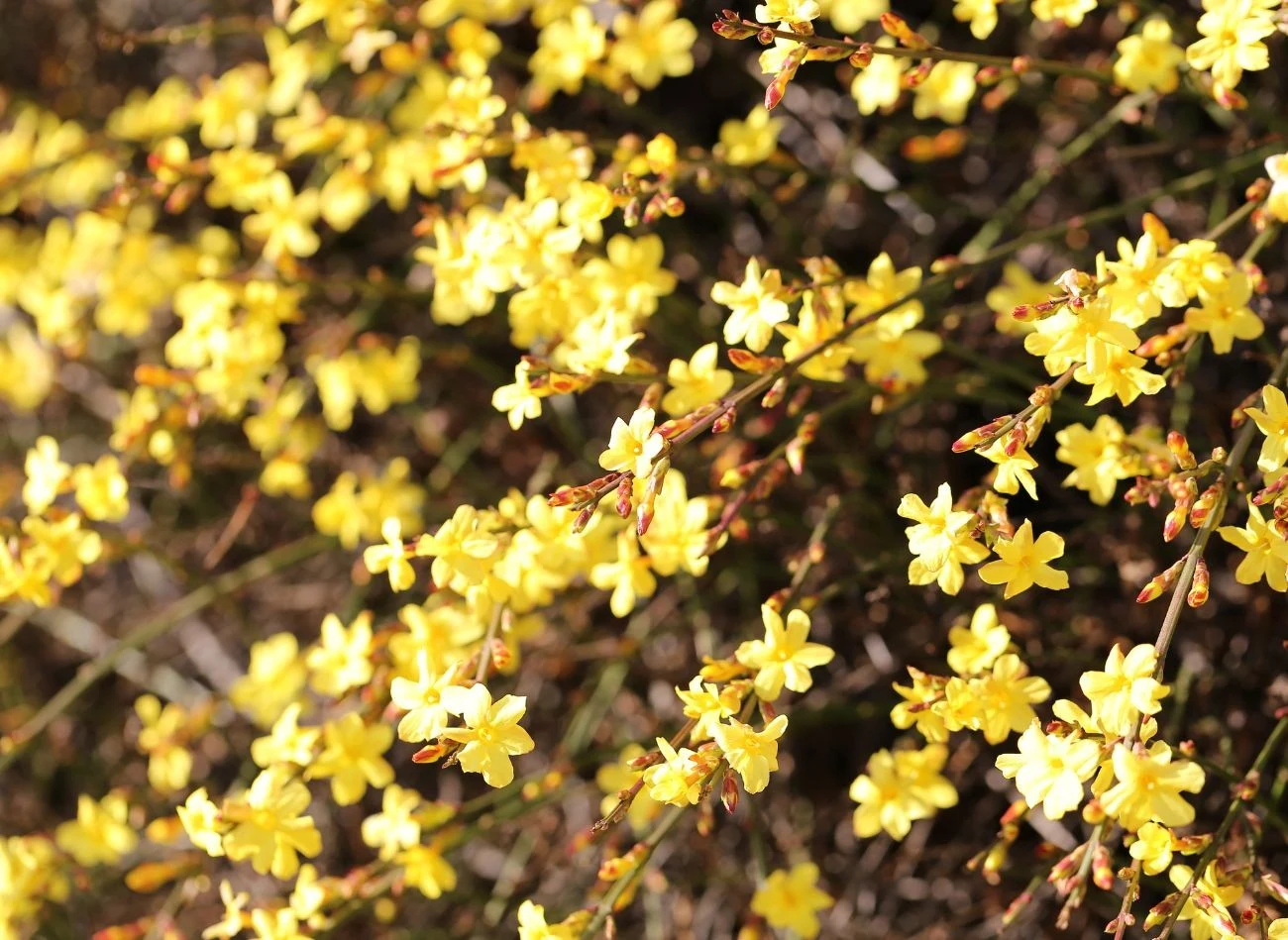 Jeśli temperatura spadnie poniżej -10 st. C, jaśmin nagokwiatowy trzeba zabezpieczyć.