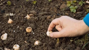 Gryzonie, szukając zima pokarmu, wygrzebują z ziemi cebulki zimujące w gruncie.
