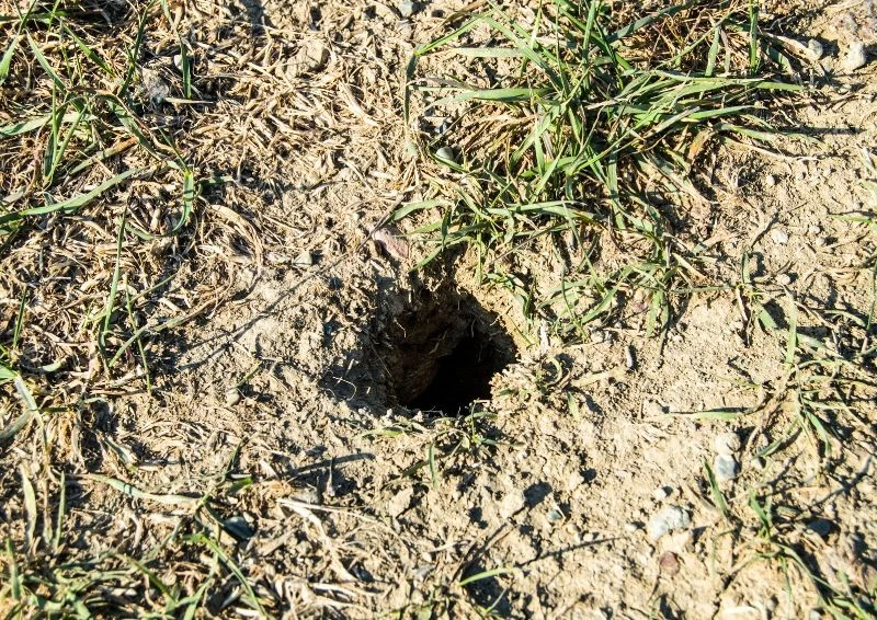 Takie tunele w ogrodzie zwiastują obecność gryzoni.