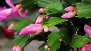 Wyjaśniamy, kiedy rozmnażać grudnika i jak to zrobić krok po kroku.