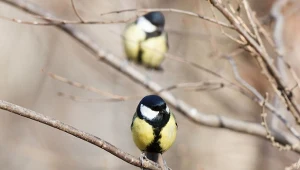 Jak samemu zrobić tani i ekologiczny karmnik dla ptaków?