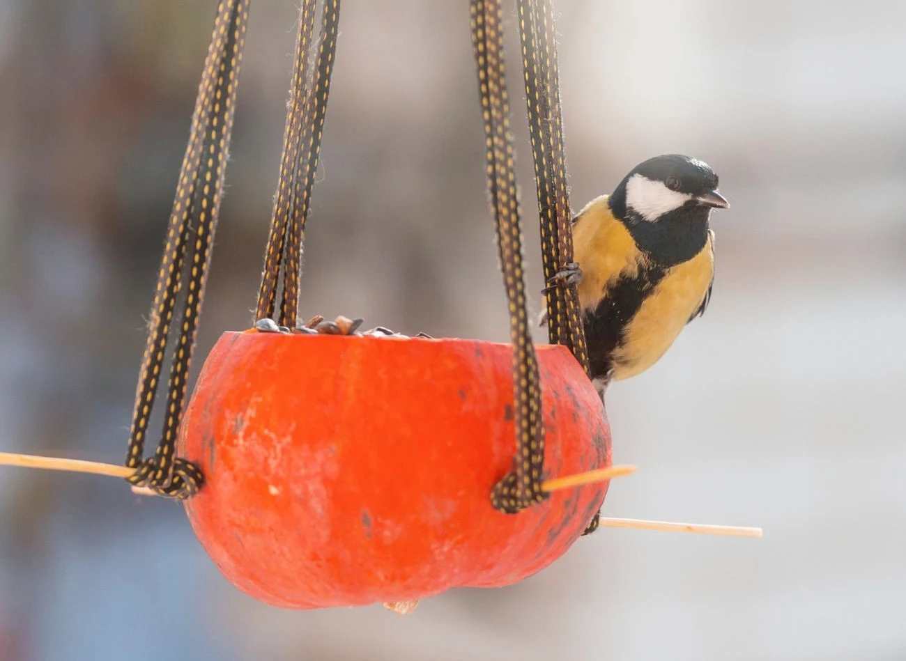 Połówka dyni to świetna alternatywa dla tradycyjnego, drewnianego karmnika