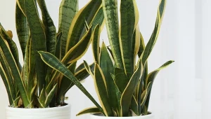 Rozmnażanie sansewierii przez podział jest odpowiednie dla odmian kolorowych z białymi lub żółtymi przebarwieniami na liściach.