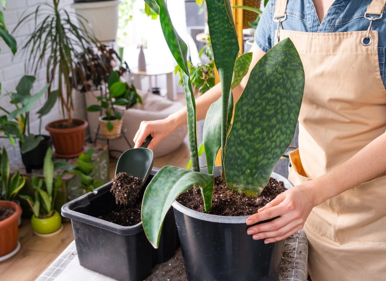 Wężownicę można rozmnożyć podczas przesadzania.