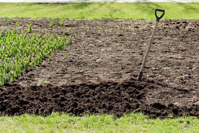 Pędraki warto zwalczać przed zimą, aby ograniczyć ich rozprzestrzenianie się w ogrodzie w nowym sezonie