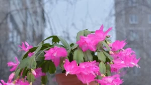 Co zrobić, gdy przelejesz grudnika?