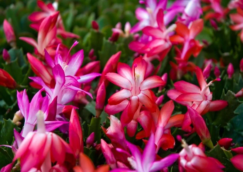 Podlewanie wydłuża okres kwitnienia grudnika, ale łatwo można go przelać.