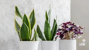 Sansewieria, szczawik trójkątny i inne rośliny doniczkowe zimą potrzebują szczególnego wsparcia.