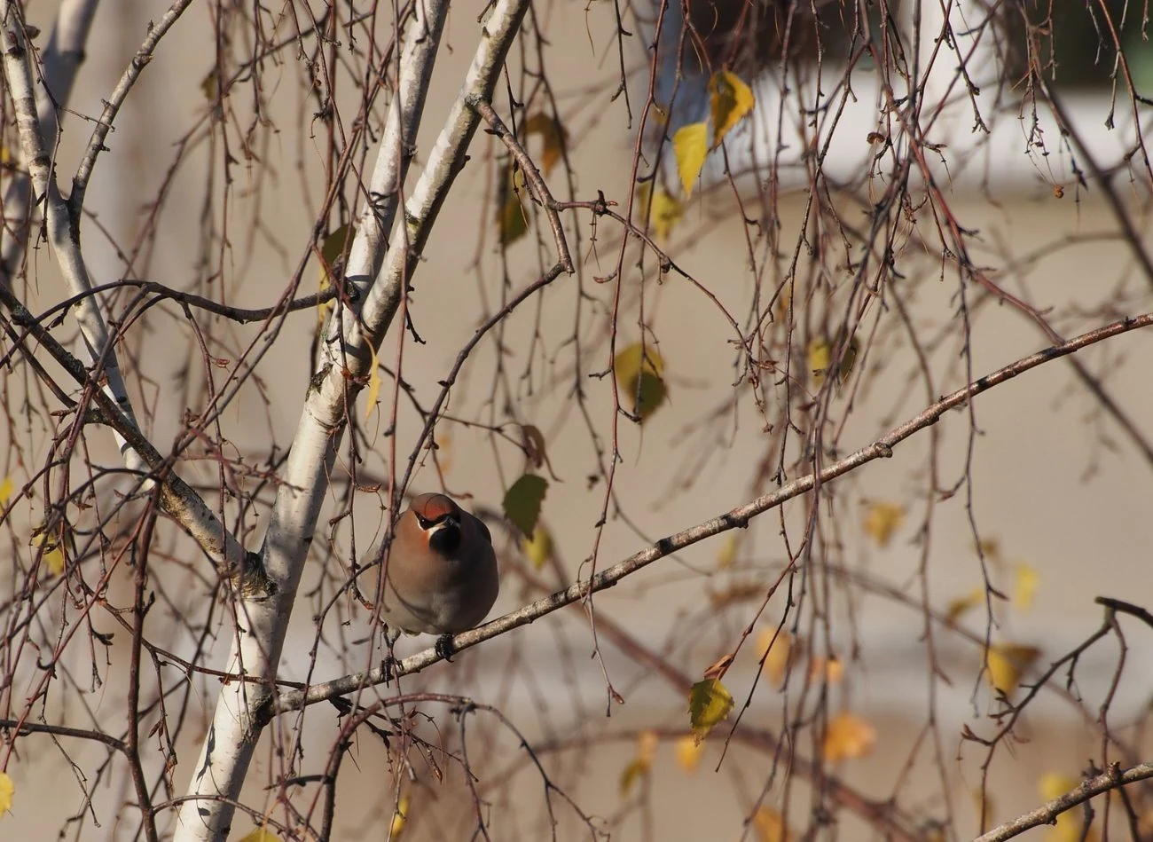 Zimą jemiołuszki można spotkać nawet w pobliżu zabudowań.