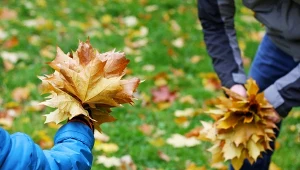 Jesienne porządki w ogrodzie nie muszą być trudne — w tekście pokazujemy, kiedy i jak najlepiej zebrać liście /