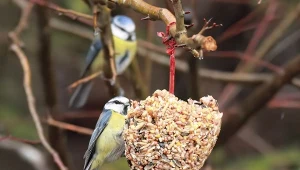 Jak samemu zrobić kulki tłuszczowe dla ptaków?