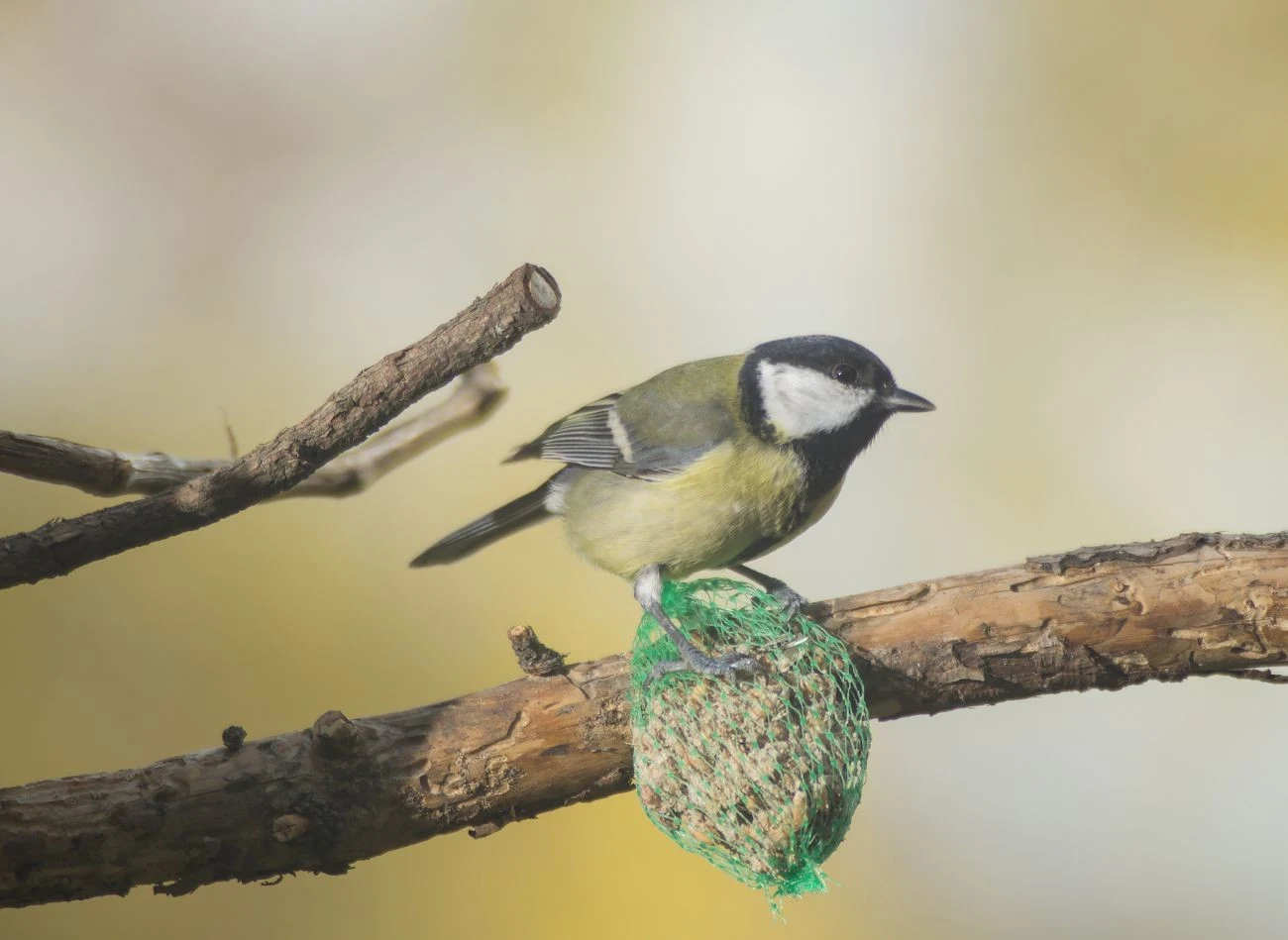 Pamiętaj, że kule tłuszczowe lub ziaren nie mogą być w plastiku. Może on zaszkodzić ptakom.