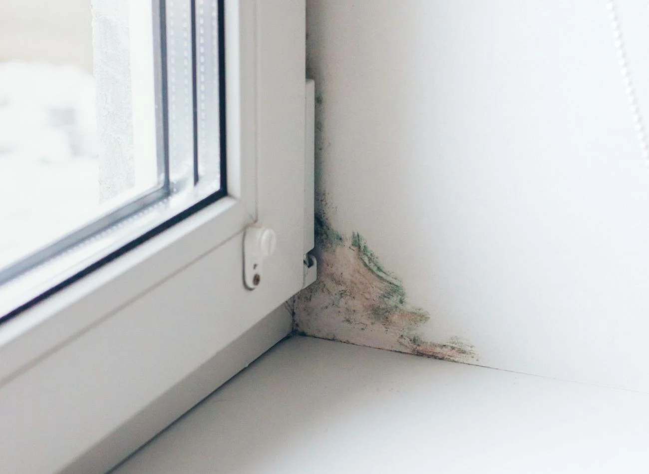 Usuwanie wilgoci i grzyba ze ścian powinno się odbywać w kilku etapach.