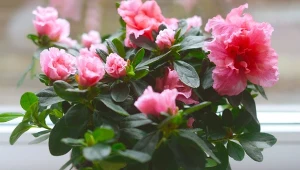 Równie piękna jak grudnik, kwitnie w środku zimy, ale dużo dłużej. Fot. elenaleonowa/Canva Pro