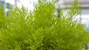 Cyprys wielkoszyszkowy jest ciekawą alternatywa dla tradycyjnych drzewek świątecznych.