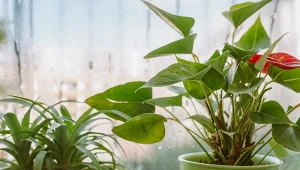 Przedstawiamy 7 roślin doniczkowych pochłaniających wilgoć, które warto mieć w domu.