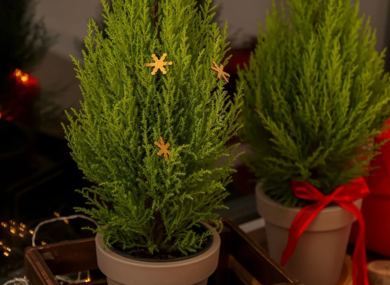 Cyprysa najlepiej dekorować przy pomocy lekkich i delikatnych ozdób