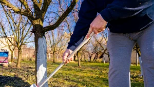 Drzewo owocowe trzeba dobrze przygotować przed bieleniem.