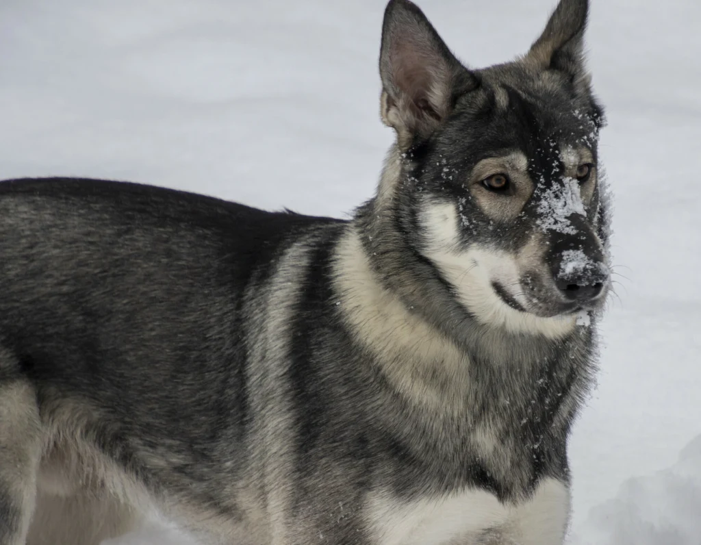 Pies o szaro-czarnej sierści z jasnym podszyciem stoi na śniegu, jego pysk pokryty jest drobnymi płatkami śniegu, a uszy są postawione.