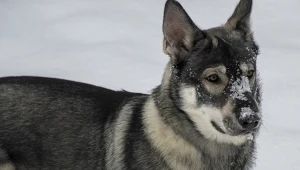 Przywiązane i wychłodzone. W Polsce ruszają specjalne patrole