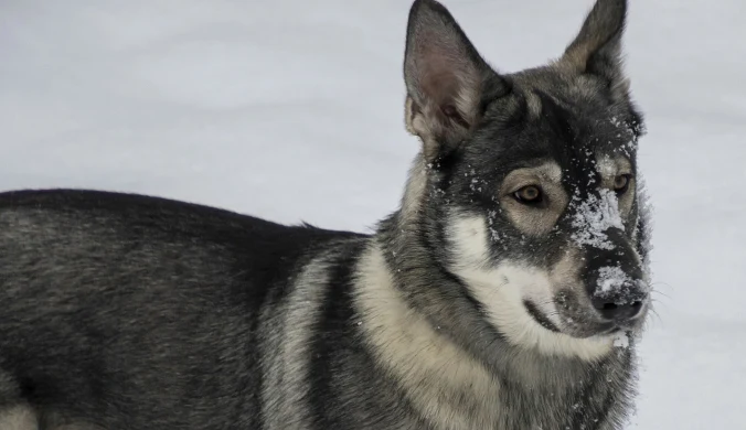 Zimą psy muszą dostać schronienie