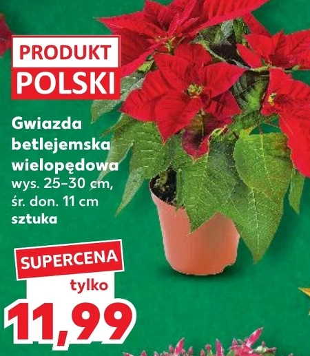 Вифлеємська зірка Polski