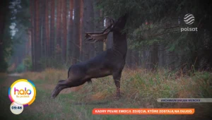 Magia Doliny Baryczy. Jak leśnik Jakub Wencek pokazuje świat, który budzi się o świcie