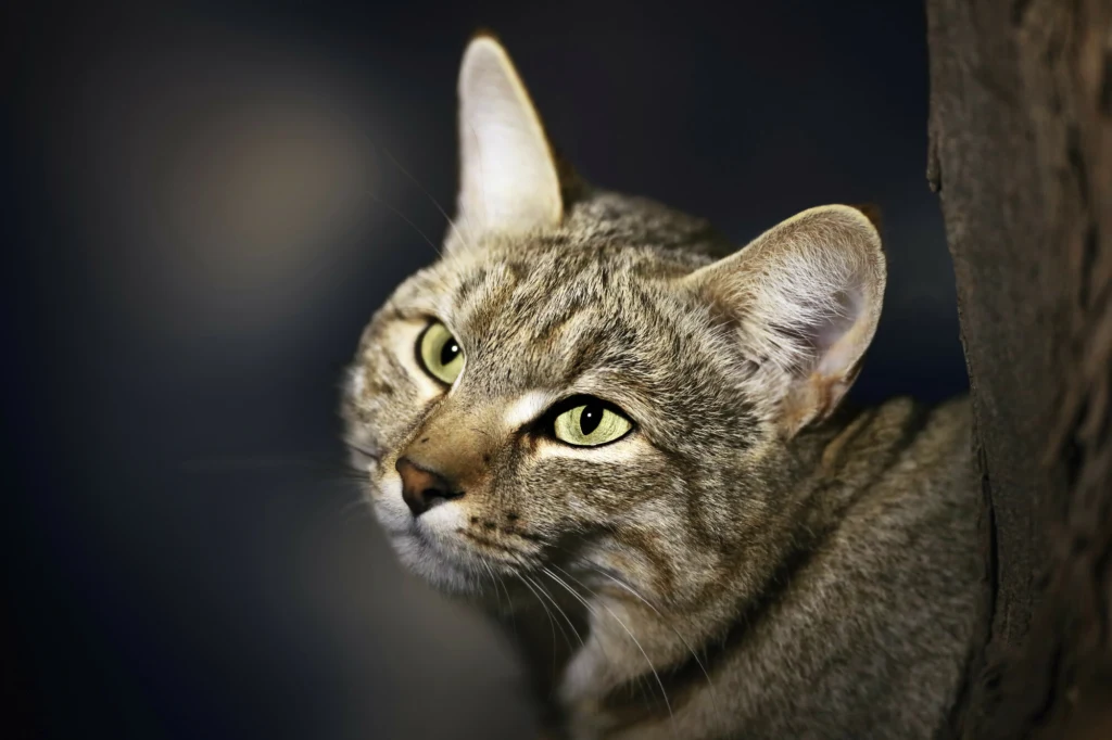 Za przodków kota domowego uważa się kota (żbika) nubijskiego, zwanego tez żbikiem kaspijskim albo żbikiem kreteńskim Zbliżenie twarzy szarego kota o zielonych oczach na ciemnym tle, zwierzę patrzy lekko w górę i na bok, jego sierść jest krótka, a uszy sterczące.