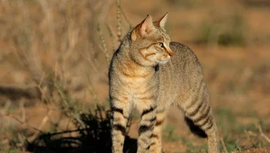 Historia pochodzenia kotów napisana na nowo. Wszyscy się mylili