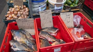 Ile w roku 2025 zapłacimy za karpia? Znamy już konkretne ceny 