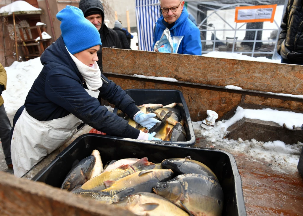 Sprzedaż karpi w Polsce już ruszyła i potrwa do samych świąt Kobieta w niebieskiej czapce i białym fartuchu przygotowuje żywe karpie w pojemniku, otoczona przez kilka osób na zewnątrz w zimowych warunkach, na stole oraz wokół widoczny śnieg.