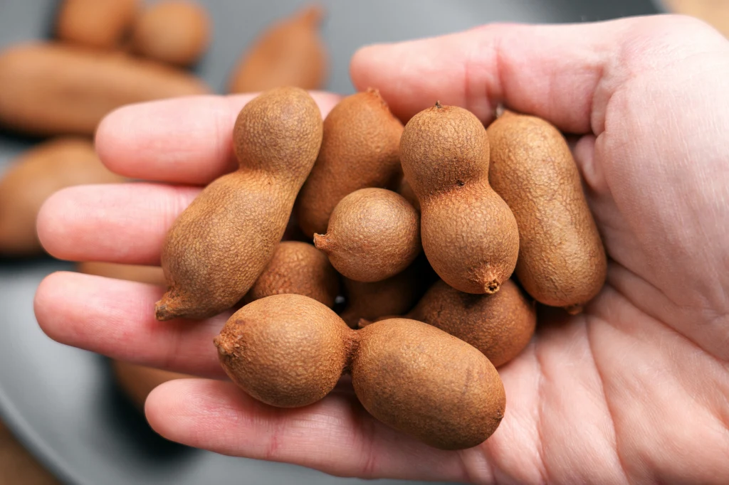 Co daje jedzenie owoców tamaryndowca? Kilka brązowych strąków tamaryndowca trzymanych w otwartej dłoni, wyraźnie widać ich szorstką powierzchnię i charakterystyczny kształt.