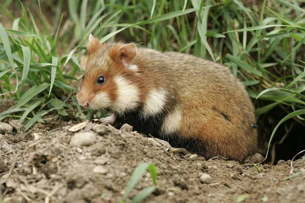Chomik europejski występuje m.in. na Wyżynie Lubelskiej Chomik europejski o brązowym futerku z białymi i czarnymi plamami siedzący przy wejściu do nory w ziemi, otoczony zielonymi źdźbłami trawy.
