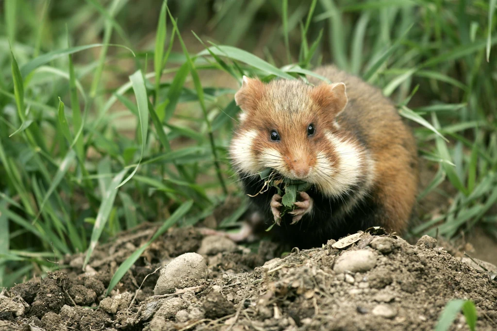Górki Czechowskie w Lublinie to jeden z najcenniejszych terenów przyrodniczych miasta i siedlisko chomika europejskiego Chomik europejski o rudobrązowym futerku i jasnych policzkach trzyma źdźbła trawy, siedząc przy norze wśród zielonej trawy i ziemi.